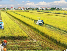 Từ ngày 1.8, tặng cho và mua bán đất trồng lúa như thế nào?